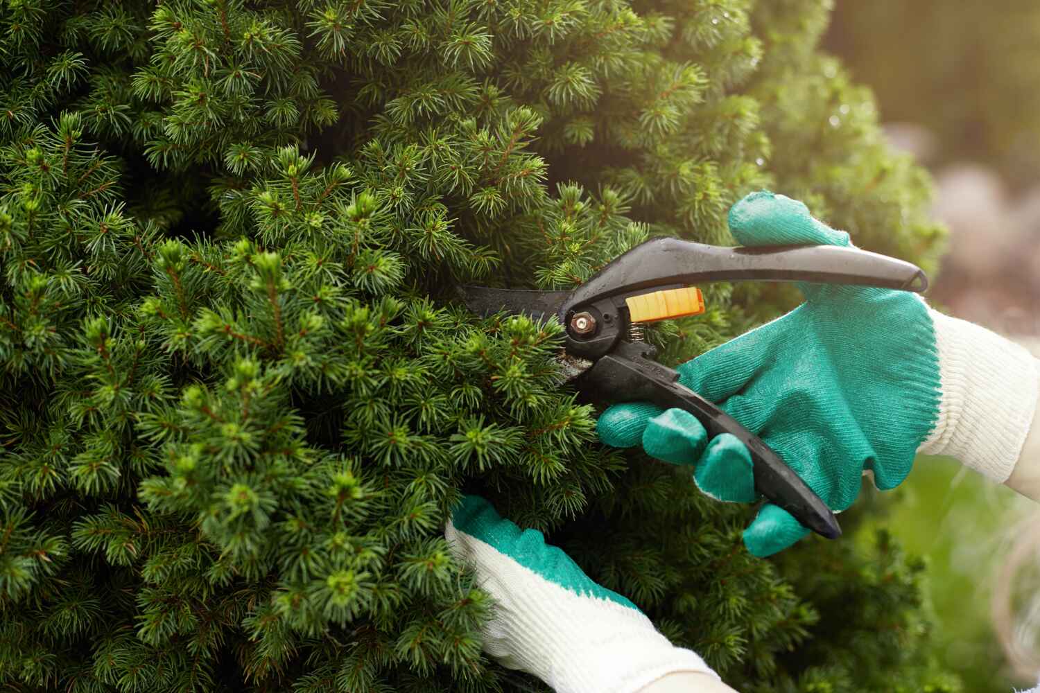 Trusted Humble, TX Tree Service Experts